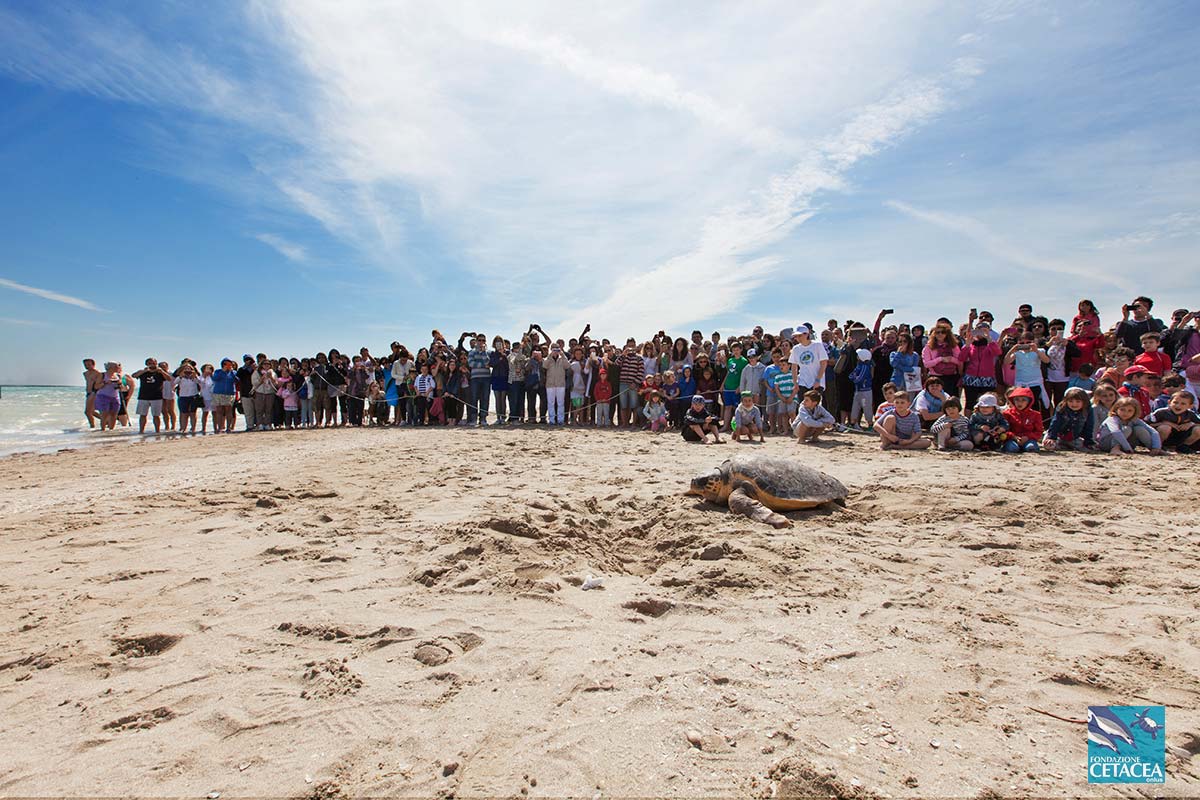 rilascio tartaruga caretta caretta